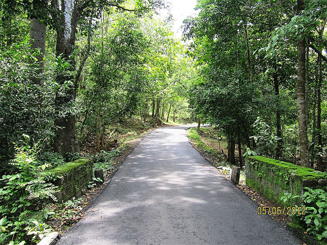 A road through the Athirappilly Forest in the Vazhachal Forest Division