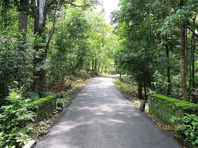 A road through the Athirappilly Forest in the Vazhachal Forest Division 