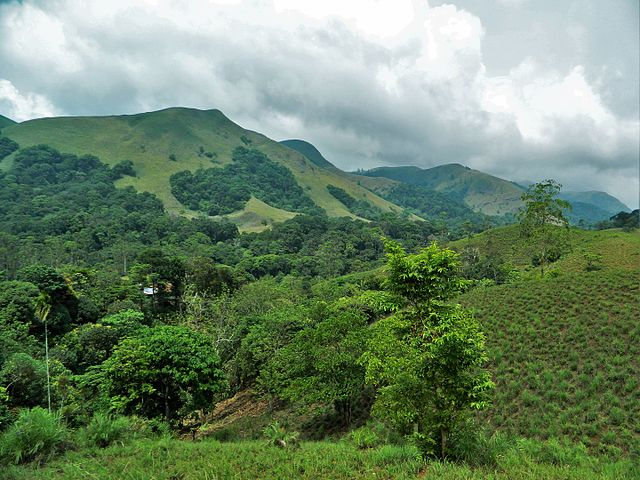 Patches of stunted shola forests in the mountains of South India 