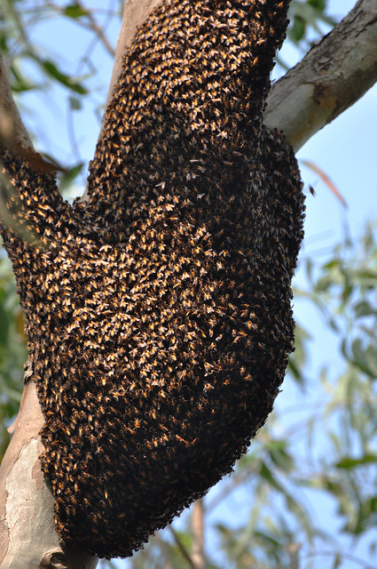 Honey bee comb on a tree in Tamil Nadu 