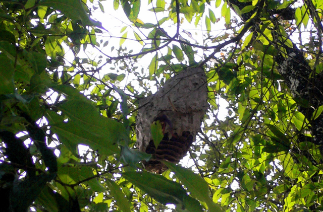 Wild bees nest in Kerala 