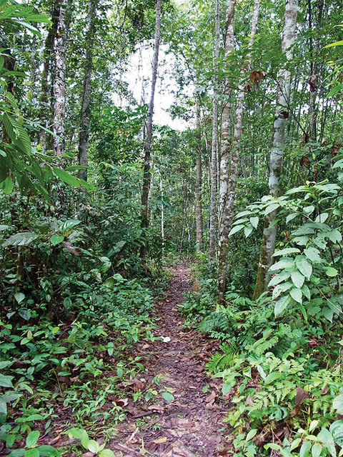 A forest trail in a park in Selangor state 