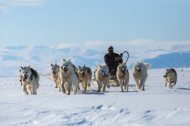 Dogs pulling an Inuit sled