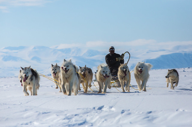 Dogs pulling an Inuit sled 