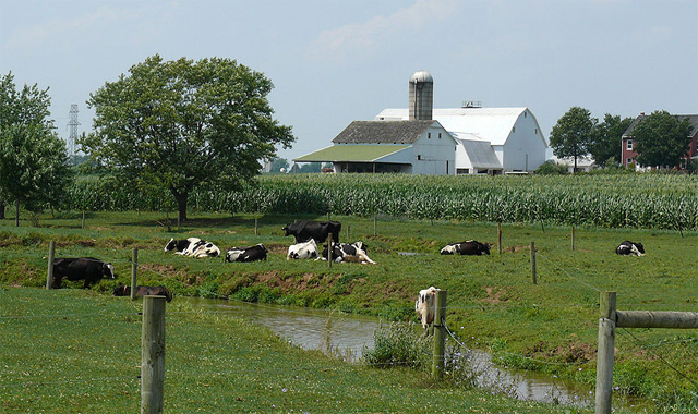 An Amish dairy farm in Lancaster County where the cows are free to trample down and erode the stream banks 
