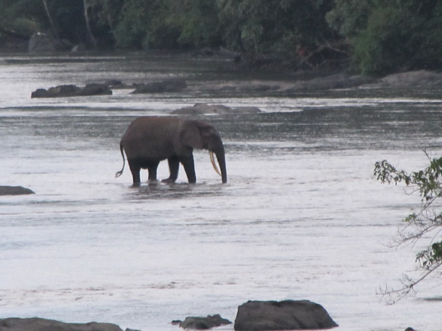 Crossing the Epulu River in the Okapi Wildlife Reserve 