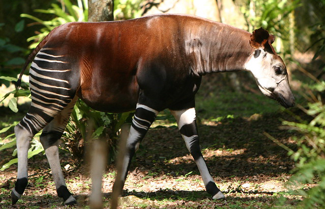 An okapi in the Ituri Forest