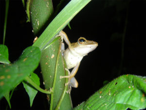 A frog waiting for prey in the Taman Negara National Park 