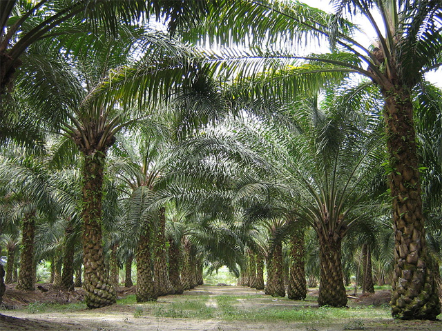 An oil palm plantation in Malaysia 