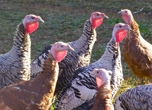 A group of domestic turkeys basking in the morning sun