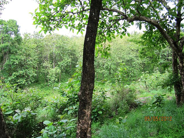 The Vazhachal Forest 