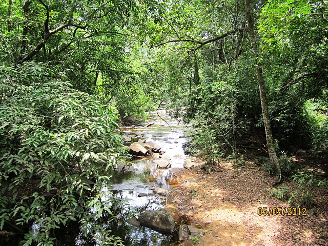 A stream in the Athirappilly Vazhachal forest 
