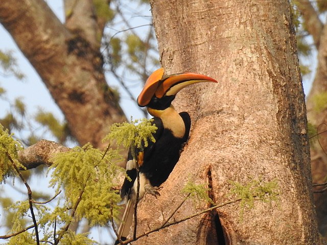 A great hornbill male visiting a nest 