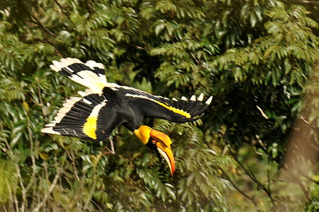 A great hornbill female in flight in the Anamalai Hills of the Western Ghats 