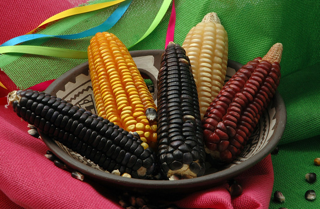 Corn from Oaxaca 