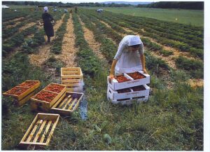 An Amish farm in Maine 