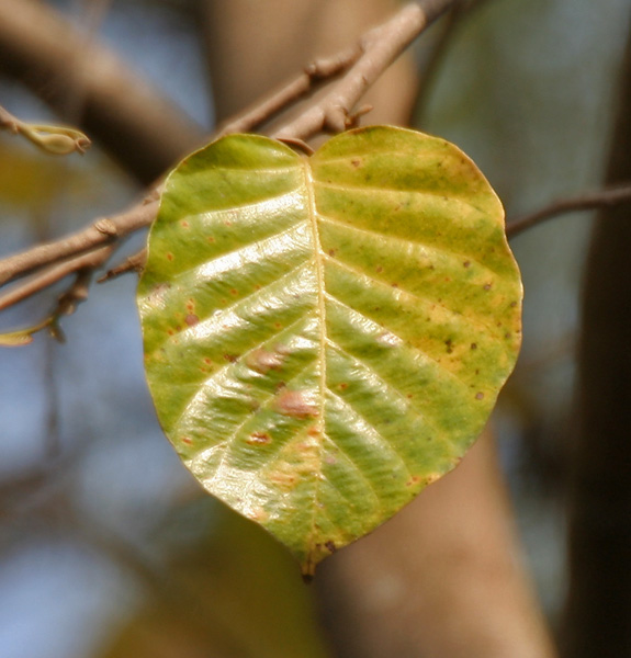 A leaf from a sal tree in West Bengal, India 