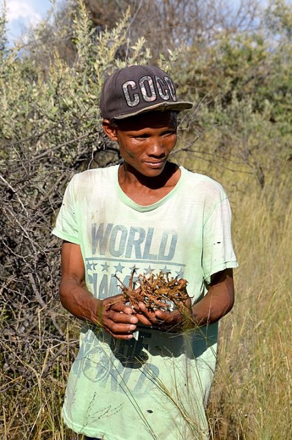 San man in Namibia holding some devil’s claw that he has gathered 