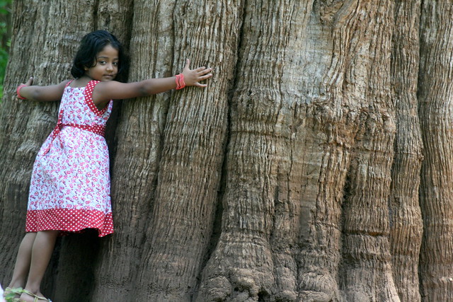A huge teak tree in the Parambikulam Wildlife Reserve in Kerala (Photo by Prashanth dotcompais on Flickr, Creative Commons license)