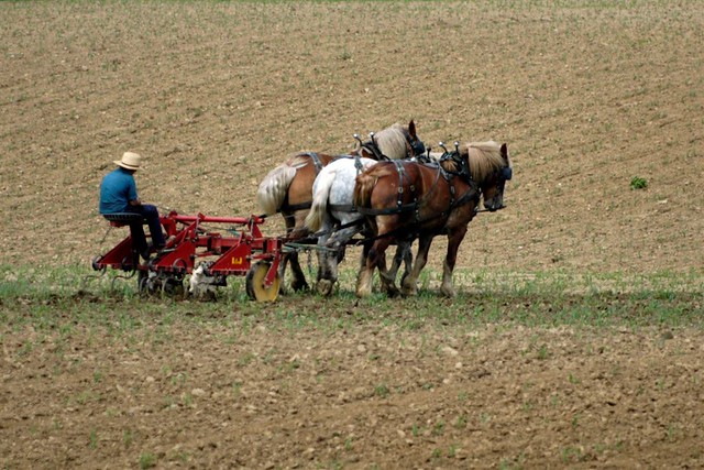 Ohio Amish farmer (Photo by Scott Griffith on Flickr, Creative Commons license)