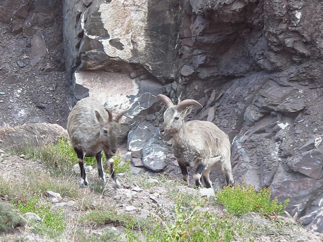 Wildlife visible along the Markha Valley trek (Photo by trapheler on Flickr, Creative Commons license)