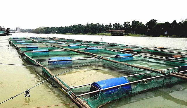 Fish culture in cages in Chandpur, coastal Bangladesh (Photo by AsikBinRahim in Wikimedia, Creative Commons License)
