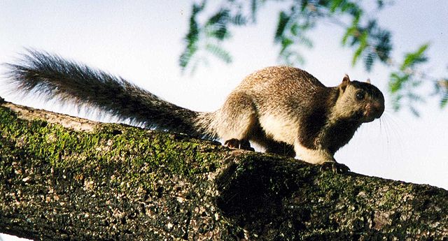 A grizzled squirrel (Photo by Cyrillic in Wikimedia, in the public domain)