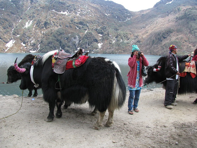 Tourists and yaks at Tsomgo Lake (photo by shankar s. on Flickr, Creative Commons license)