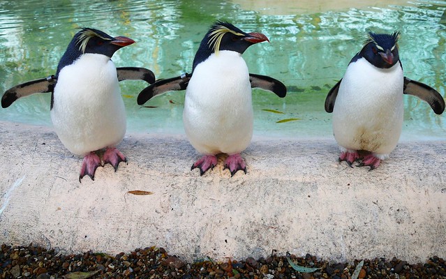 A colony of rockhopper penguins in the South Atlantic (Photo by Farrukh on Flickr, Creative Commons license)