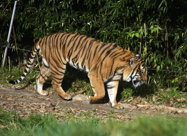 A Malayan tiger 