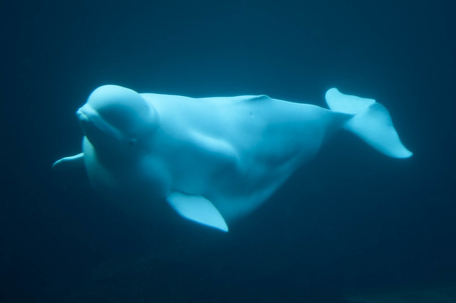 A beluga whale in captivity (Photo by Jason Pier in DC on Flickr, Creative Commons license)